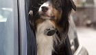 Tagg GPS plus pet tracker 6