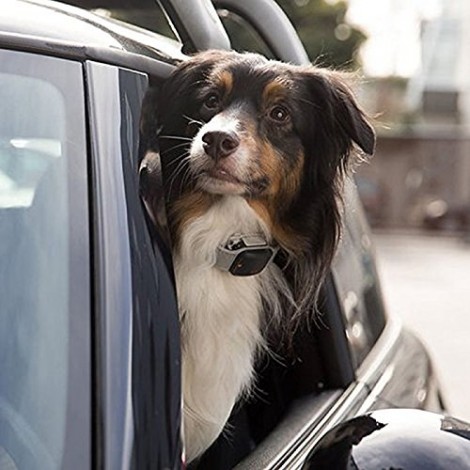Tagg GPS plus pet tracker 6